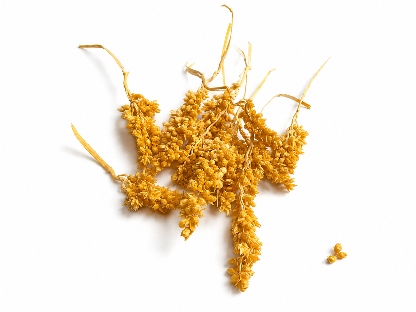 Rice | Gelb