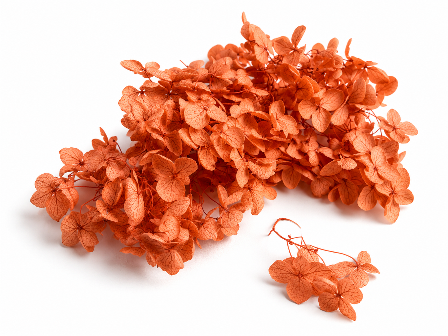Hortensie | Orange Summer