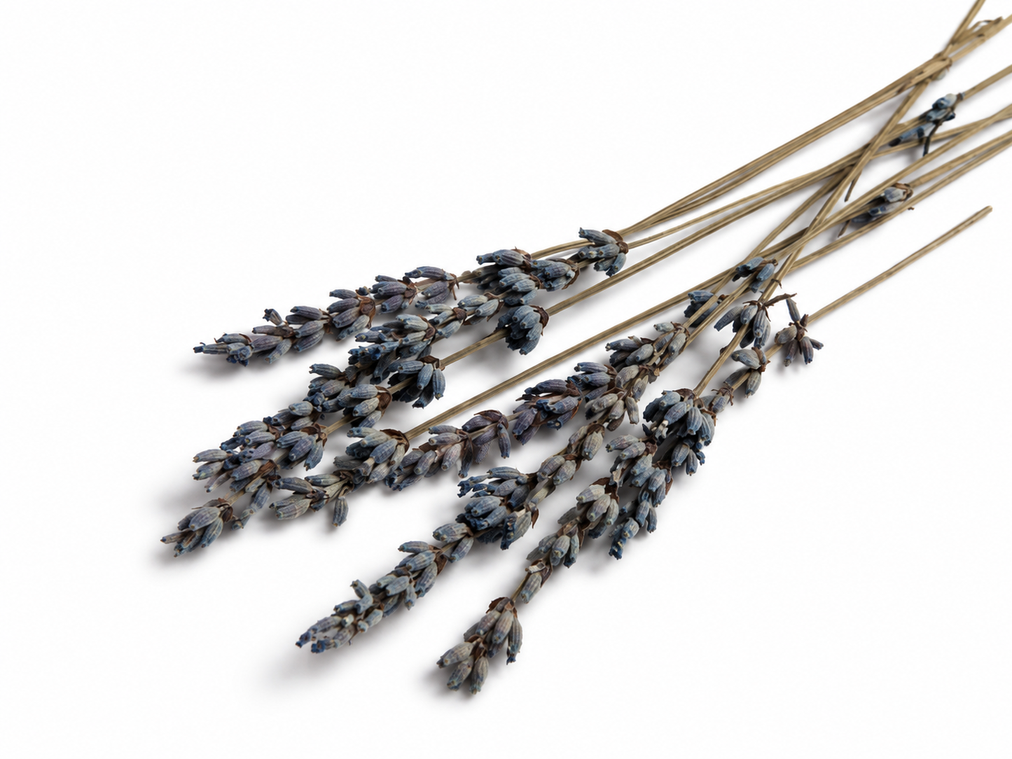 Lavendel | Blau