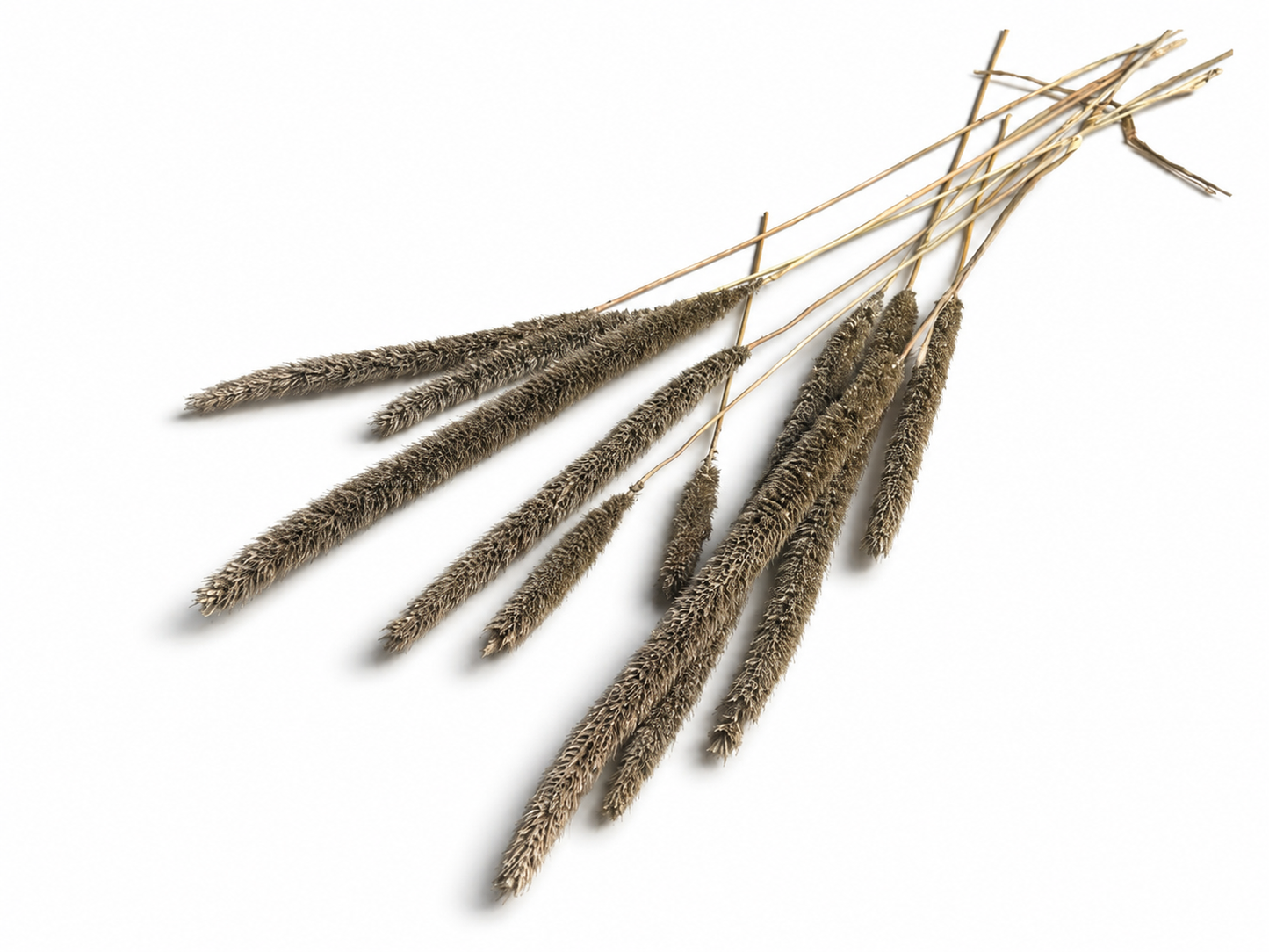 Grasart | Metallic