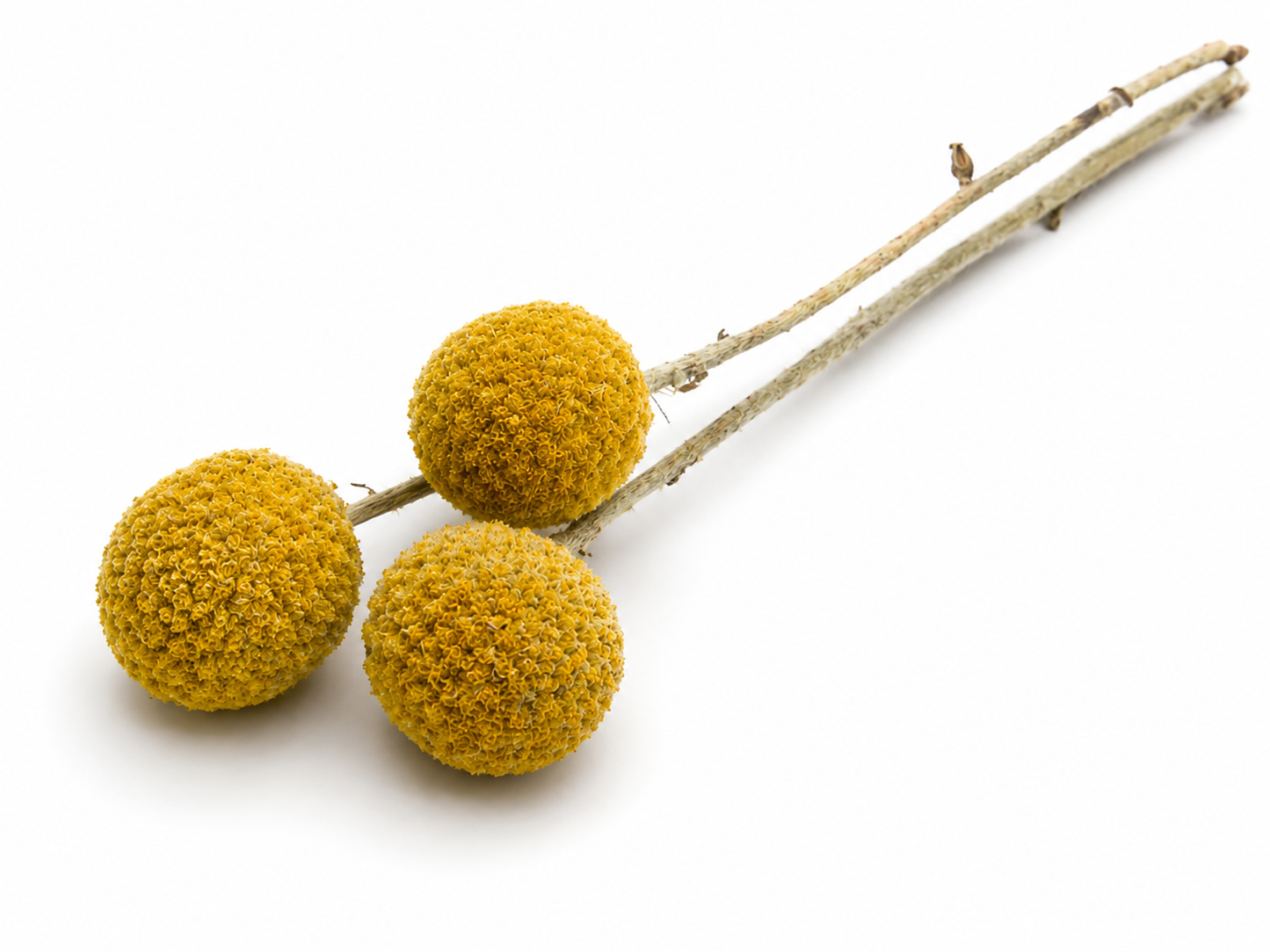 Craspedia | Natur