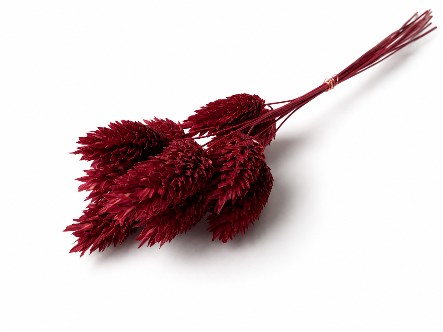 Phalaris | Schwedenrot