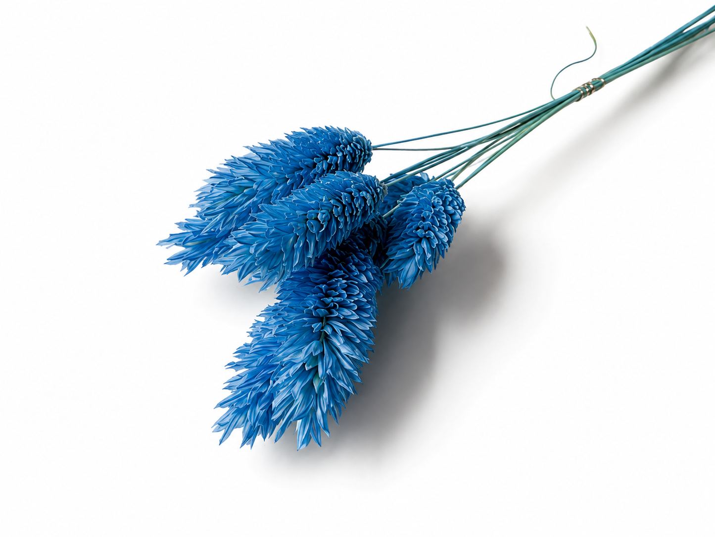 Phalaris | Azurblau