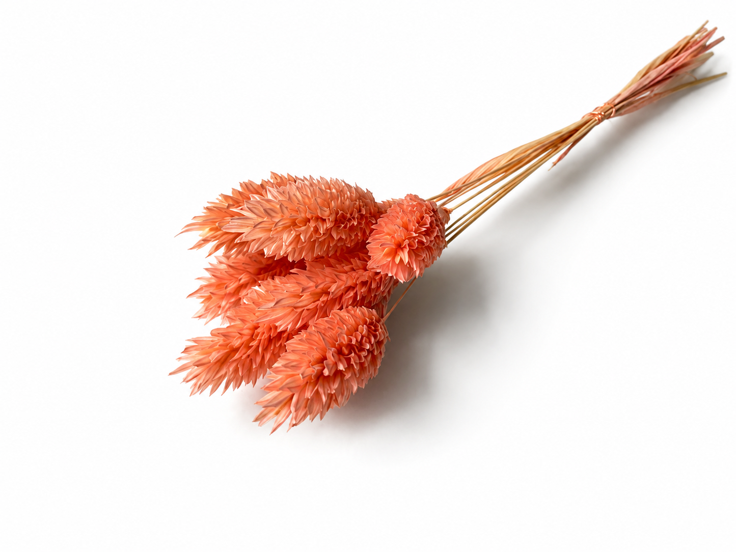 Phalaris | Peach Nectar