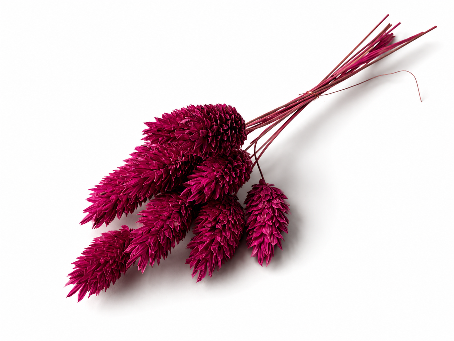 Phalaris | SmoothiePink
