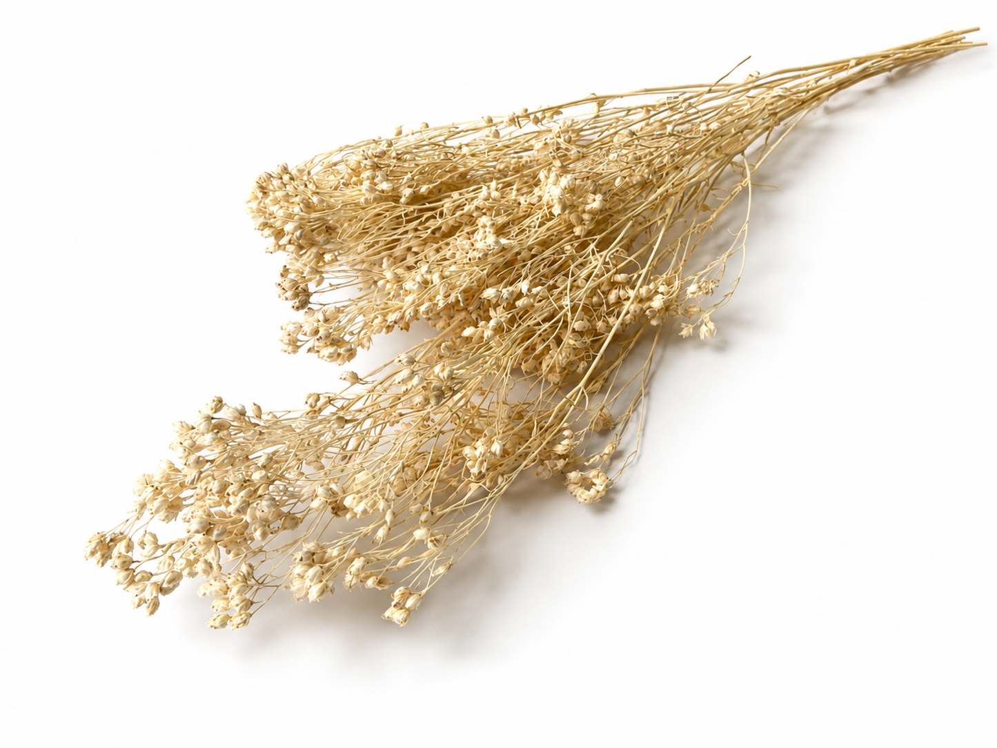 Broom | Creme