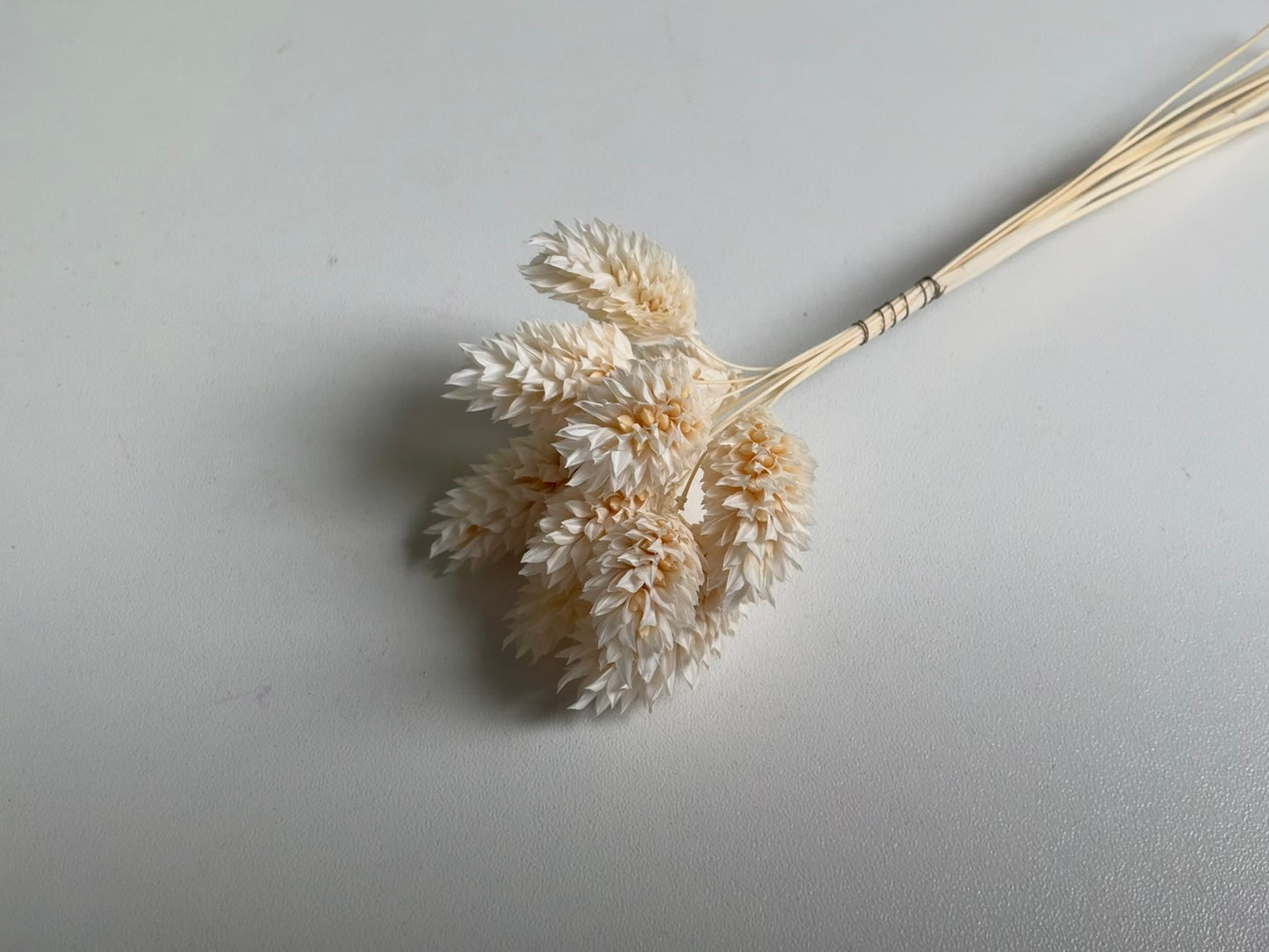 Phalaris | Weiß