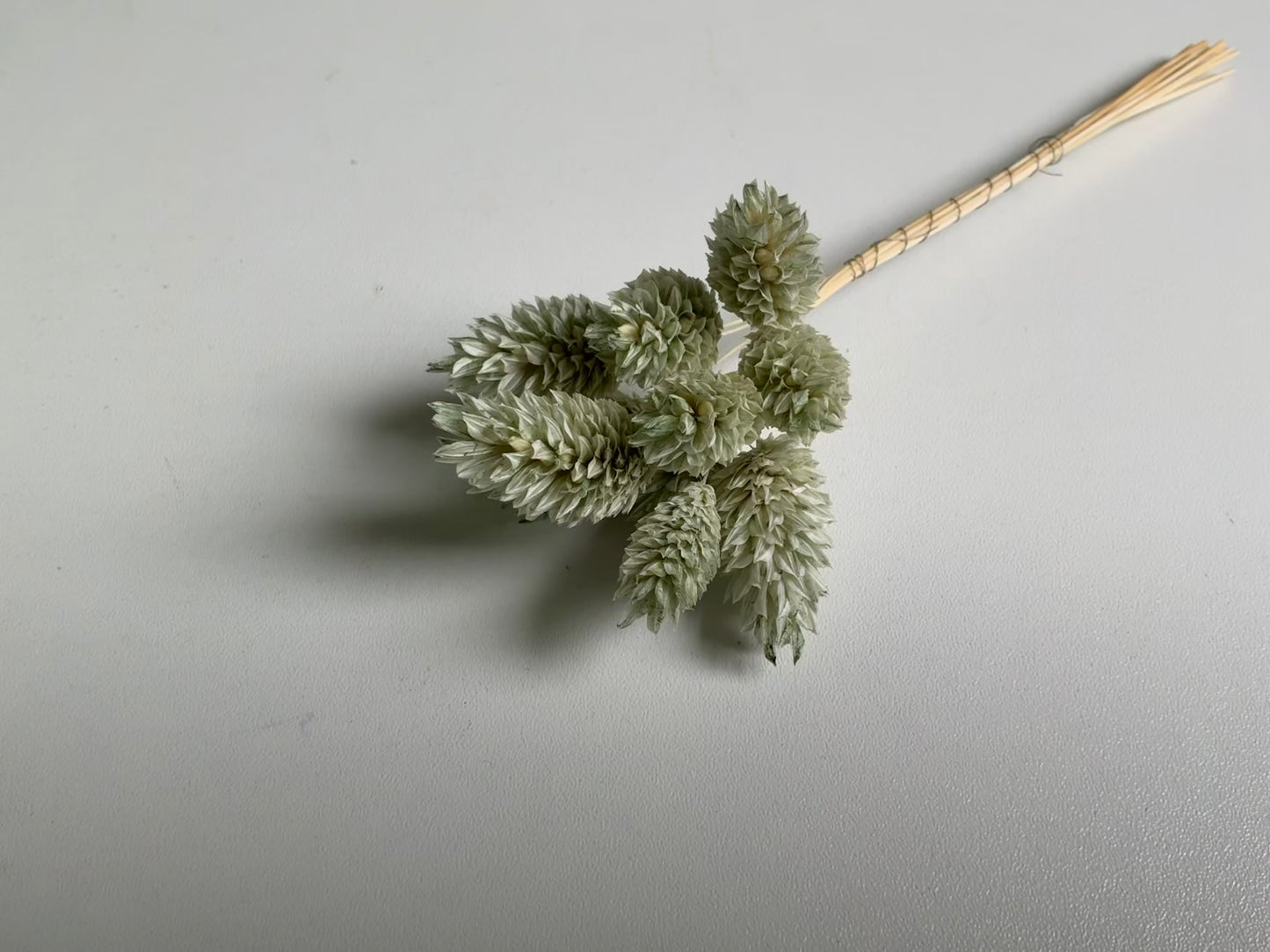 Phalaris | Mintgrün