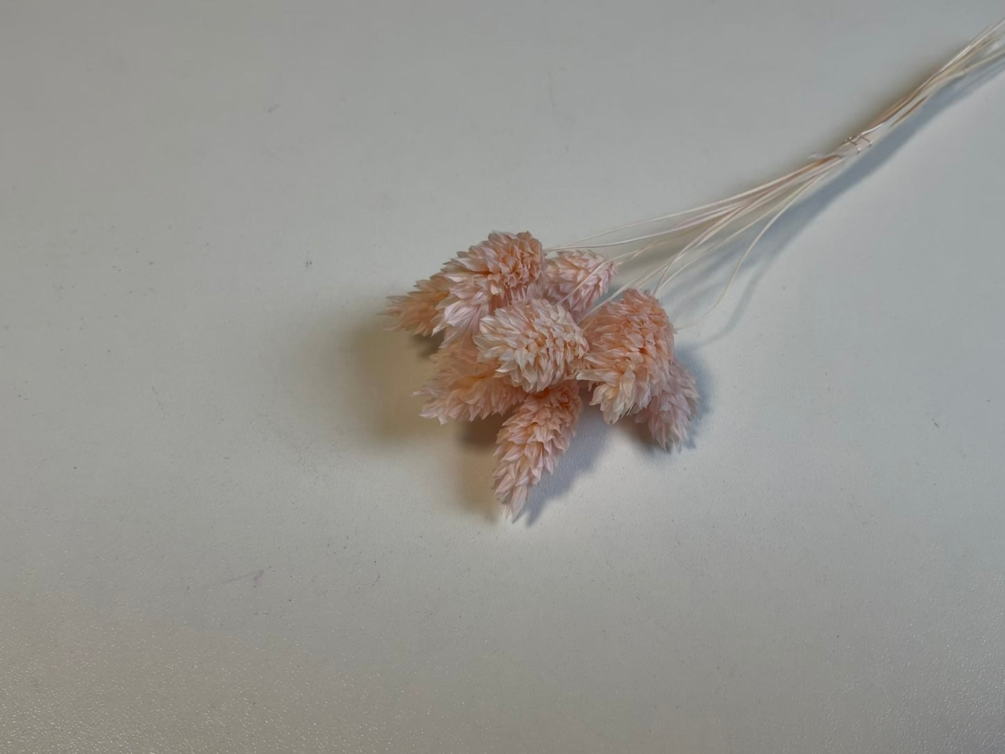 Phalaris | Pastell-Rosa
