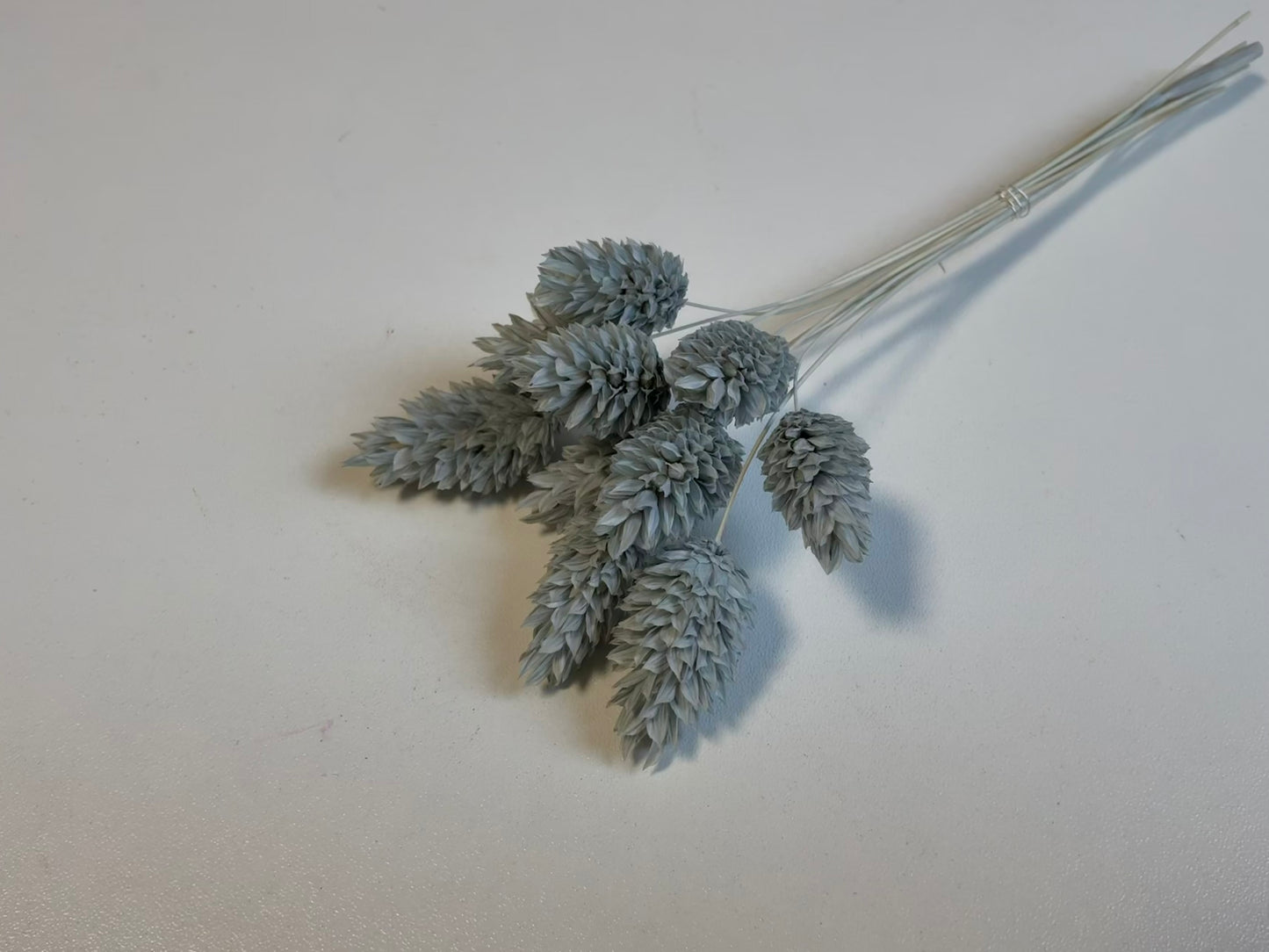 Phalaris | Blaugrau