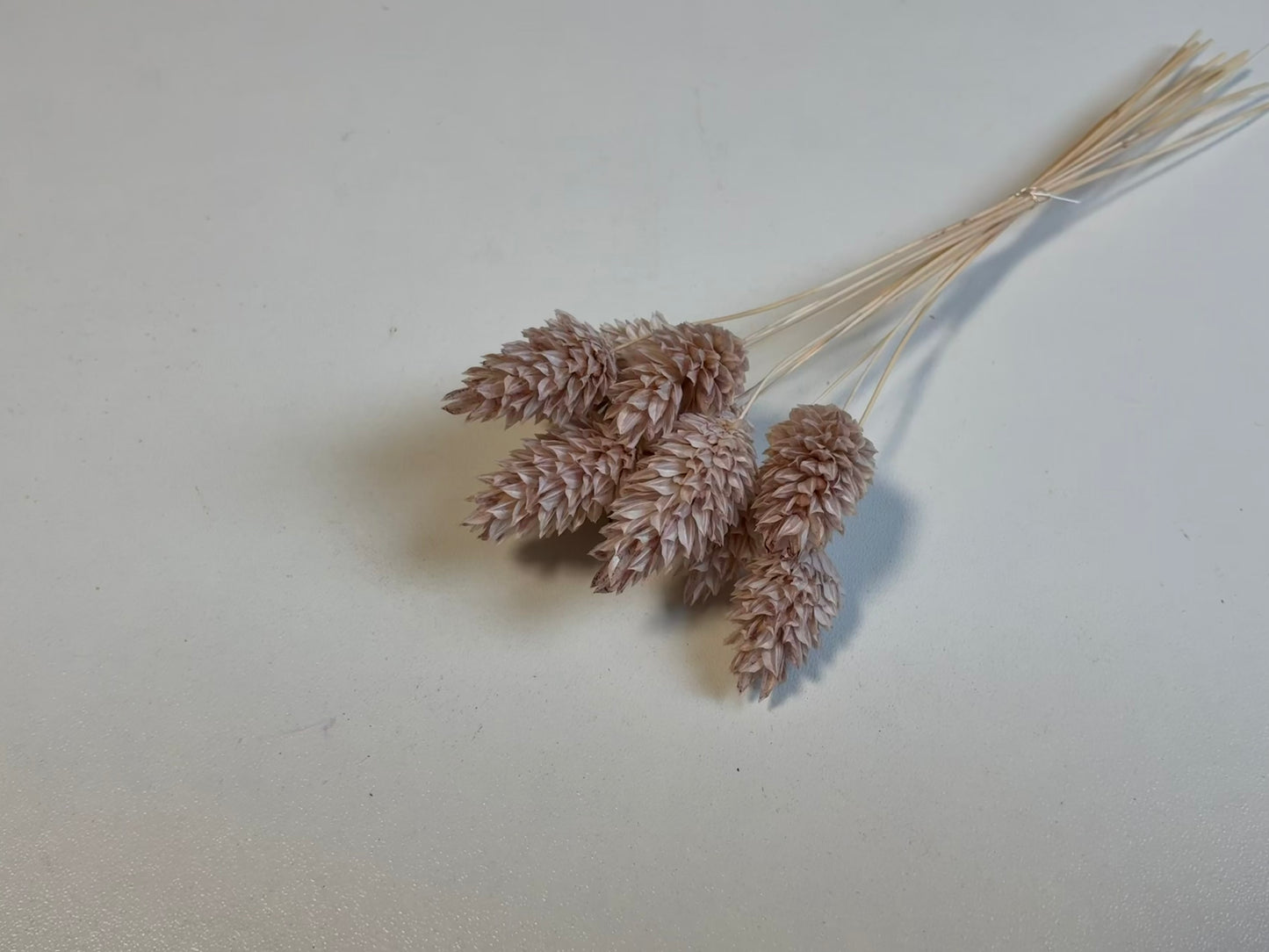 Phalaris | Pastell-Altrosa