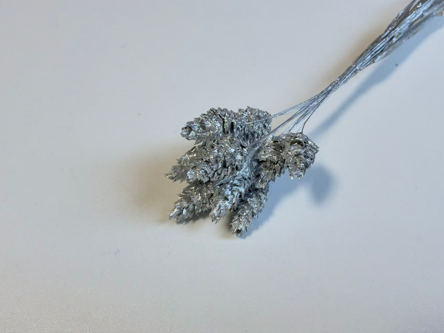Phalaris | Silber