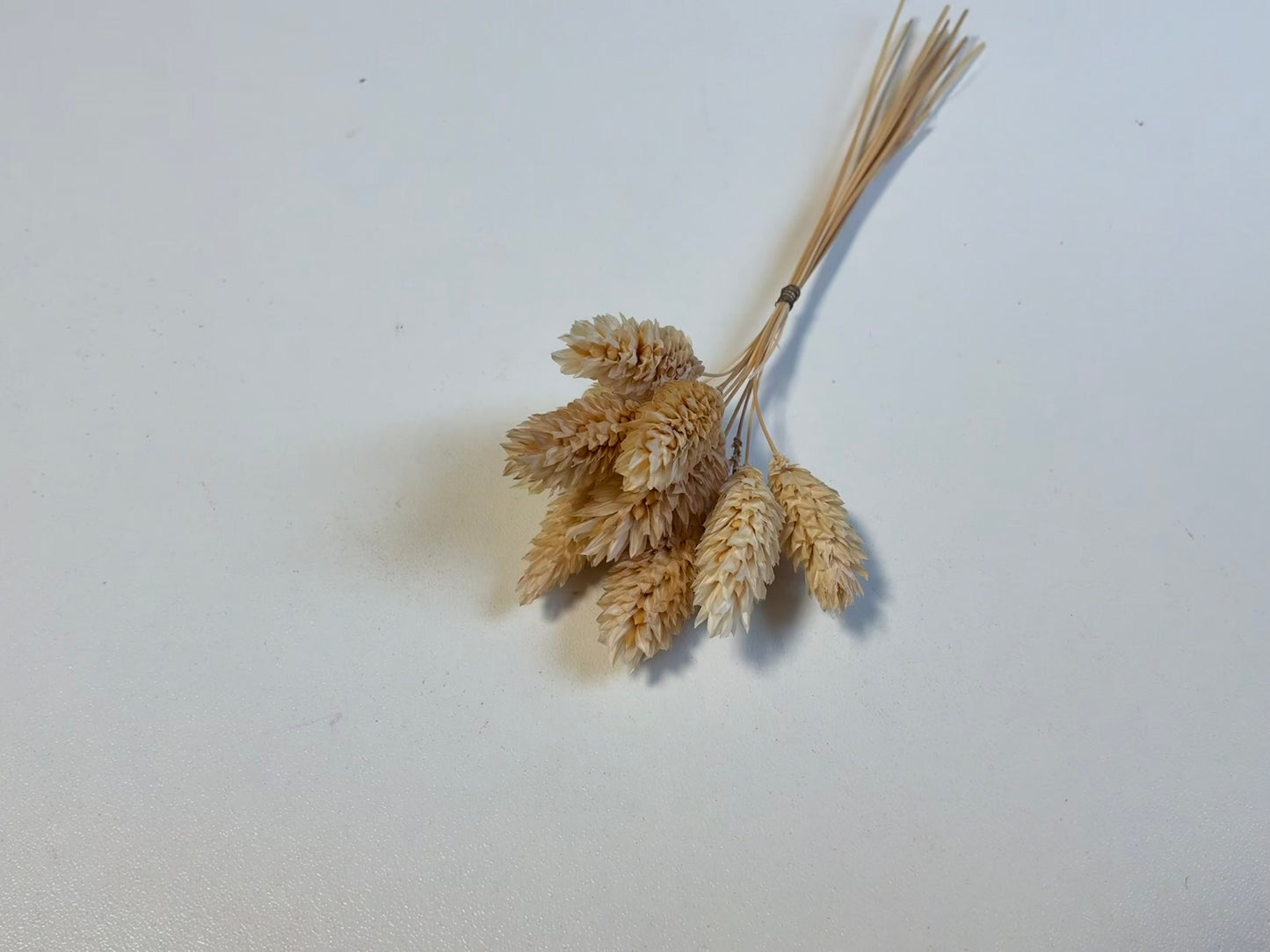 Phalaris | Beige