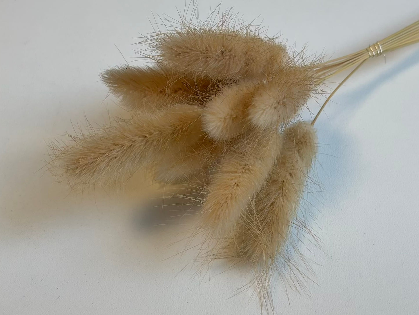 Lagurus | Natur