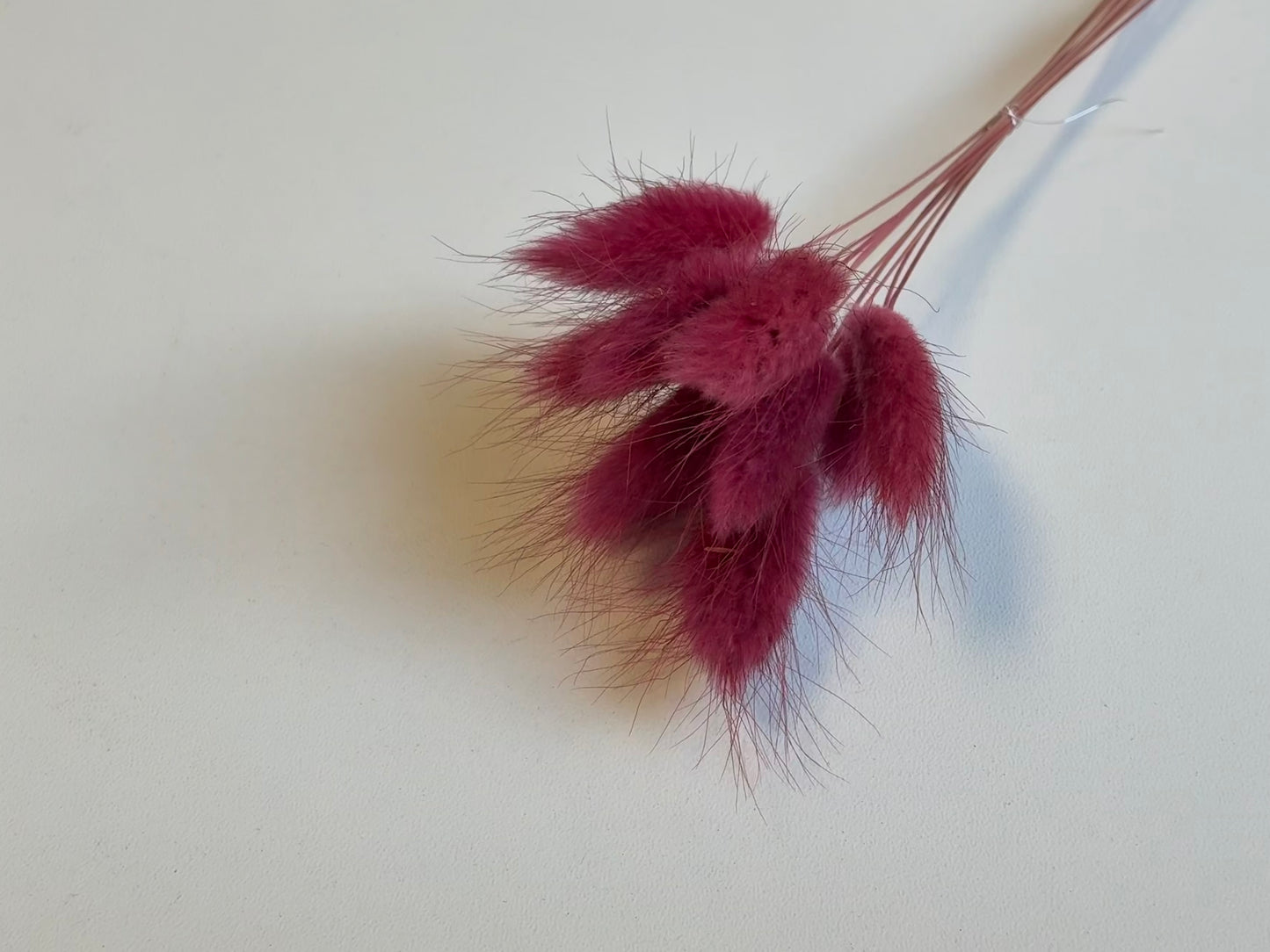 Lagurus | Berry