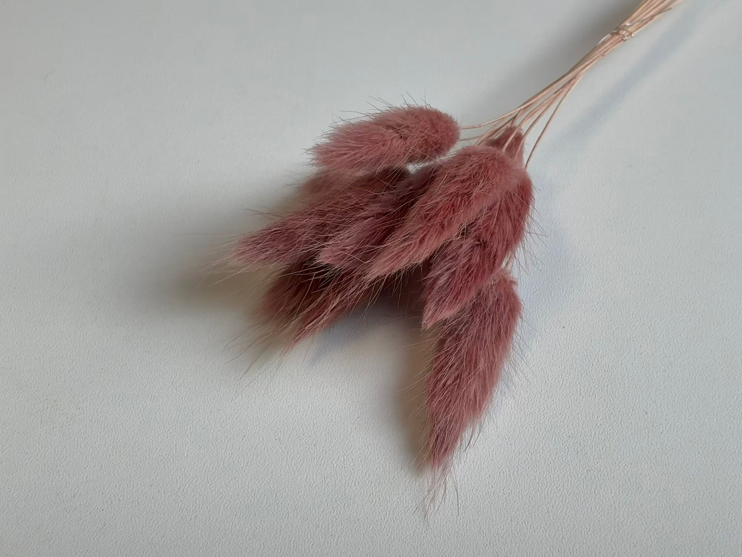 Lagurus | Rosenholz