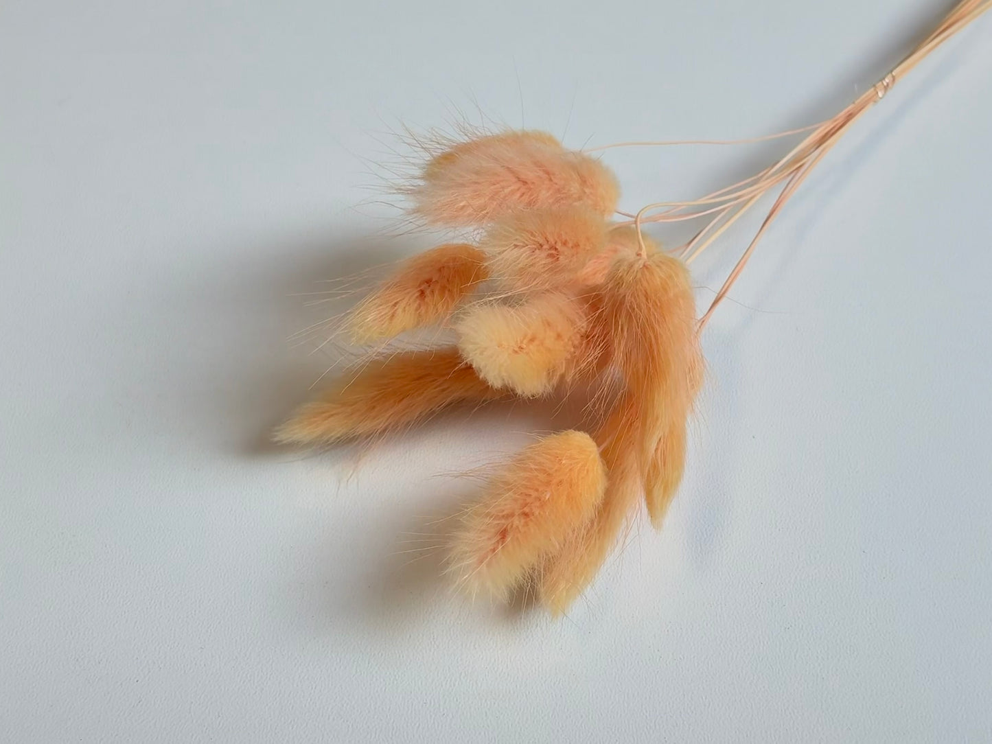 Lagurus | Peach