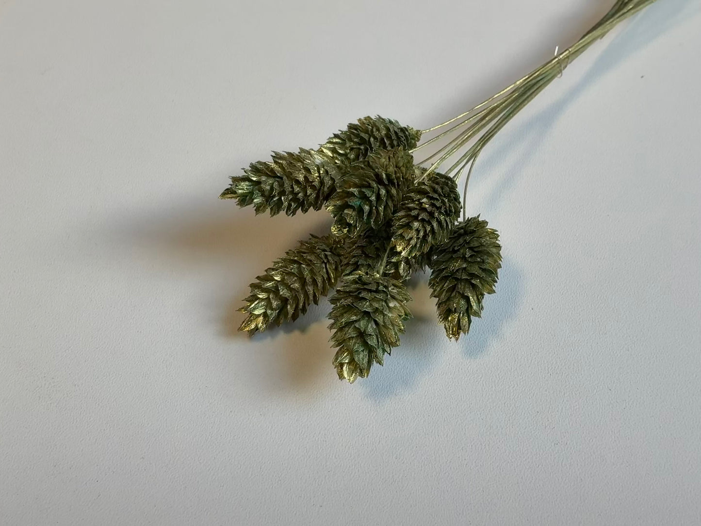 Phalaris | Olivgold