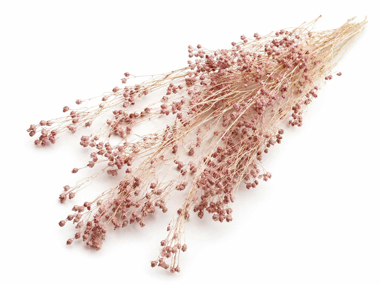 Broom | Altrosa