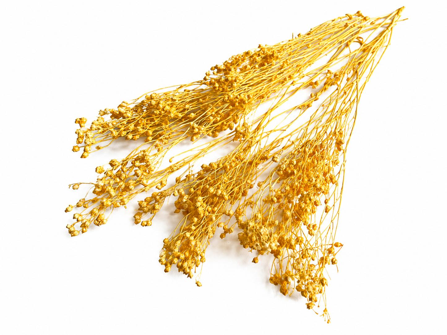 Broom | Maisgelb