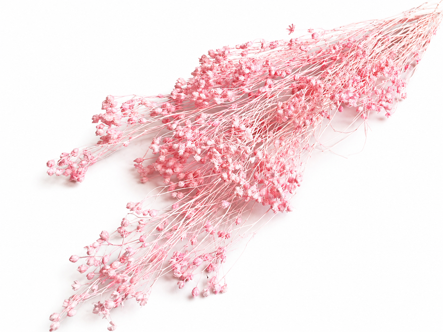 Broom | Pastellrosa