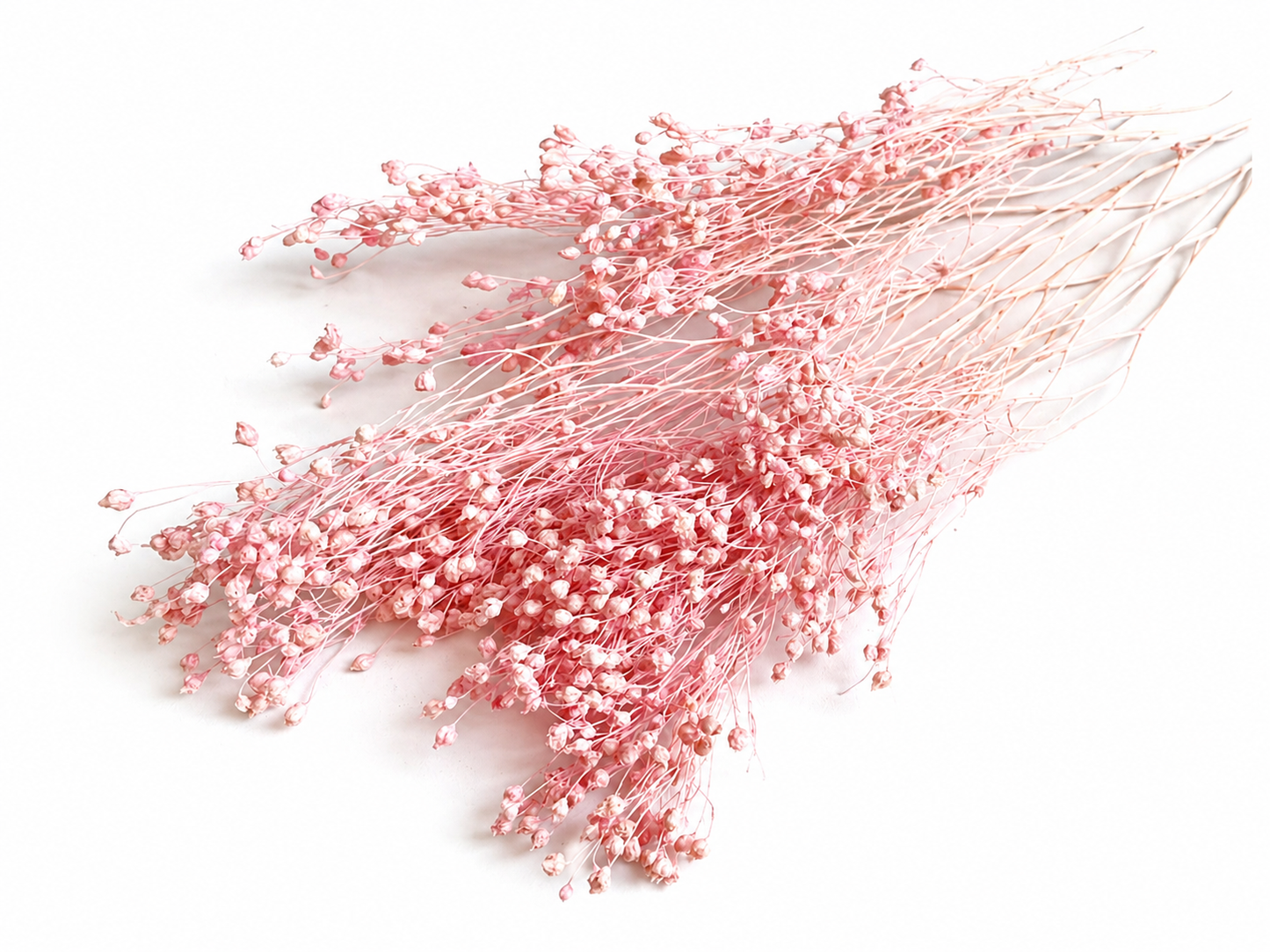 Broom | Rosa