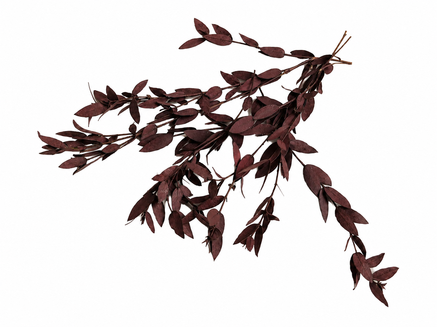Eukalyptus Parvi | Rotbraun