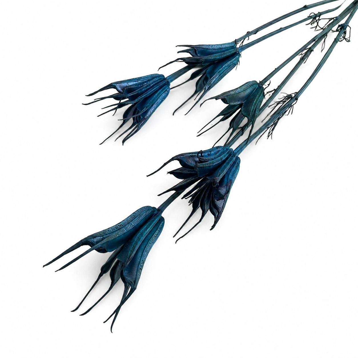 Nigella | Dunkelblau