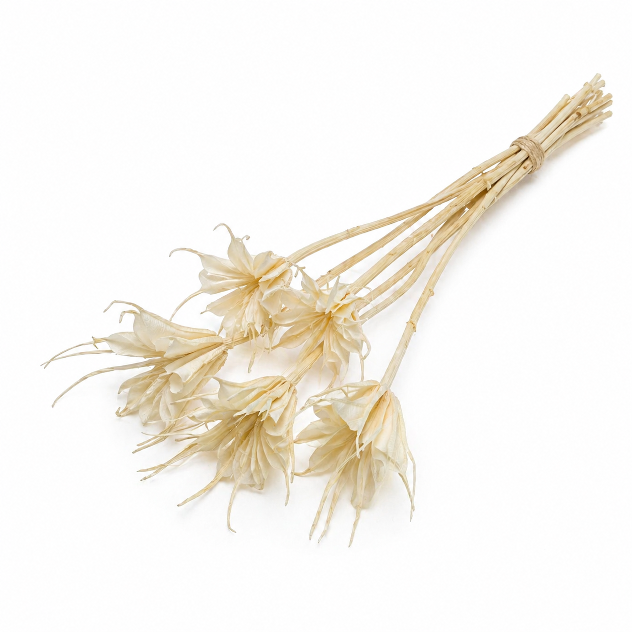 Nigella | Weiß