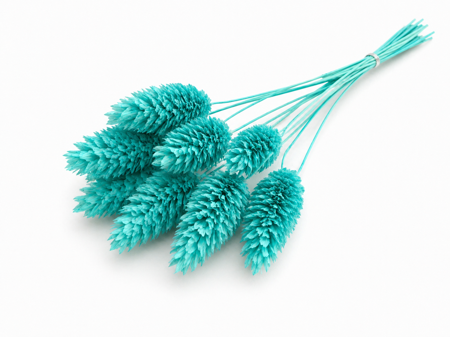 Phalaris | Aquablau