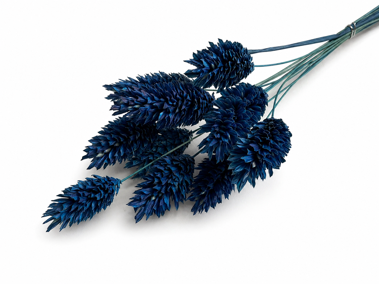 Phalaris | Dunkelblau