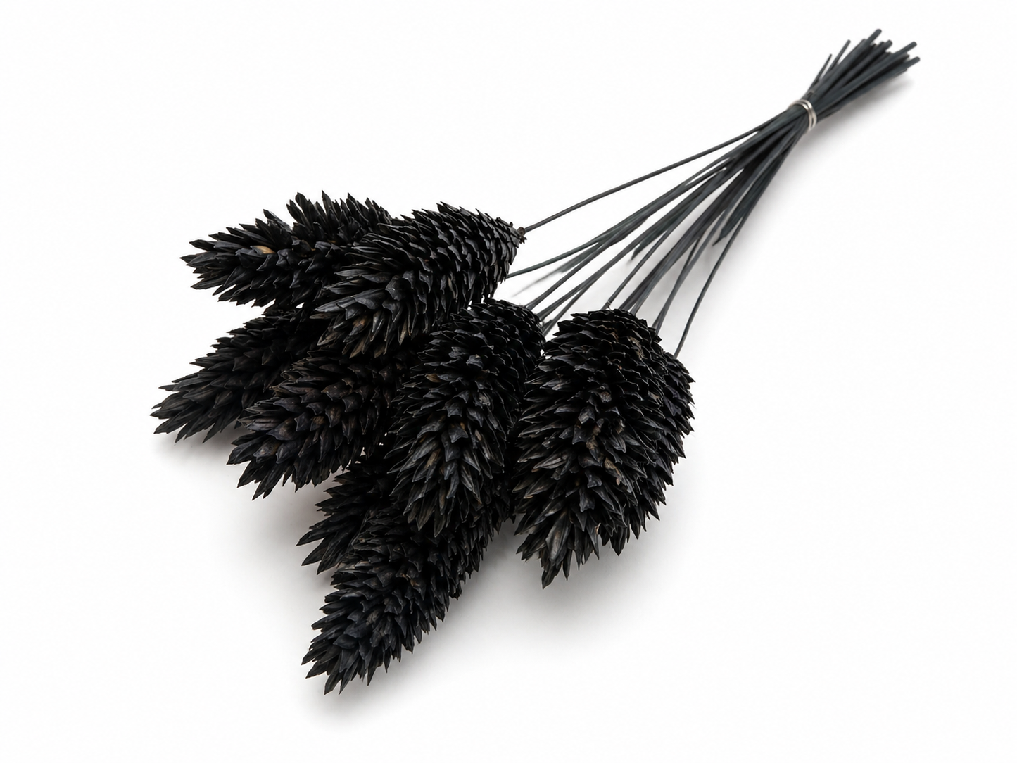 Phalaris | Schwarz