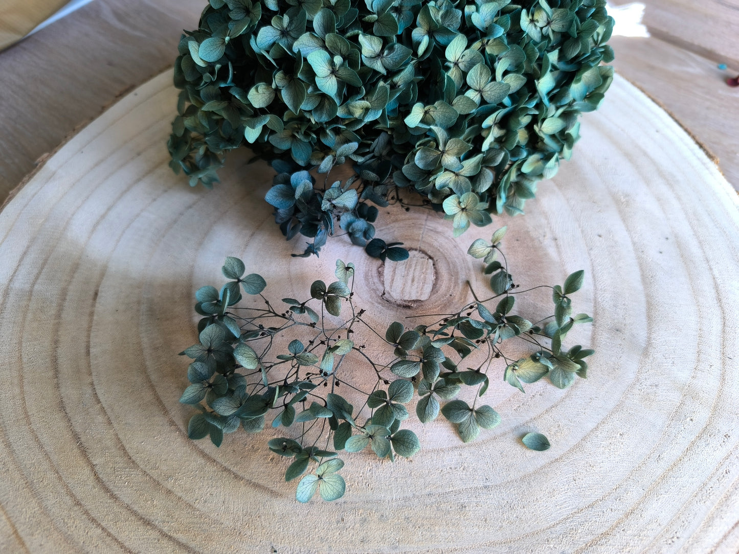 Hortensie | Türkis