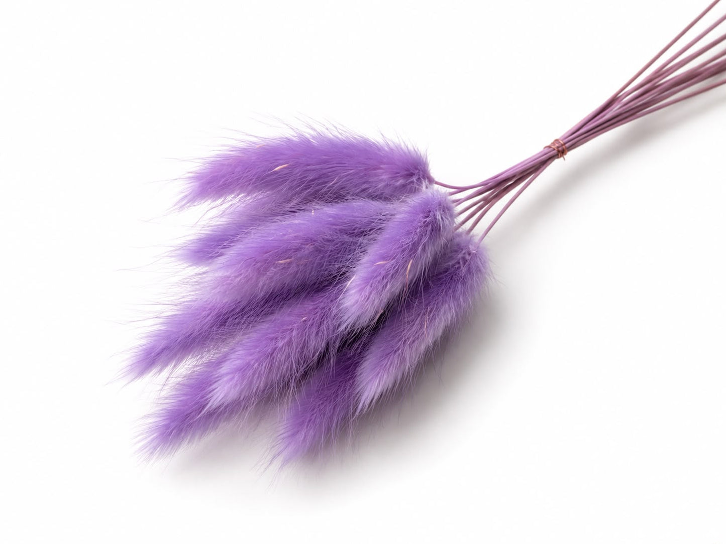 Lagurus | Violett