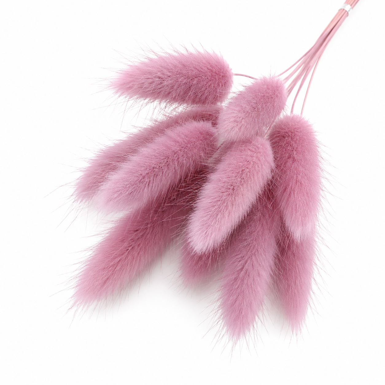 Lagurus | Rosa-Flieder