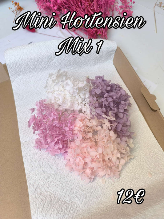 Mini Hortensien Mix 1