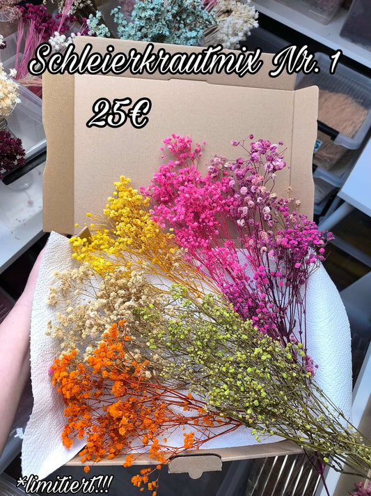 Schleierkrautbox NR. 1
