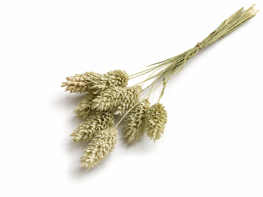 Phalaris | Natur