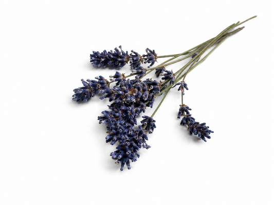 Lavendel | Natur