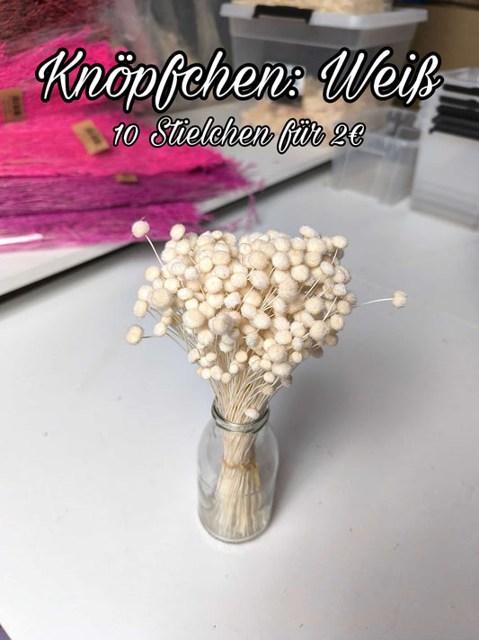 Knöpfchen | Weiß