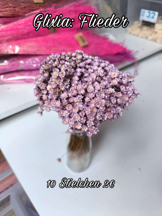 Glixia | Flieder