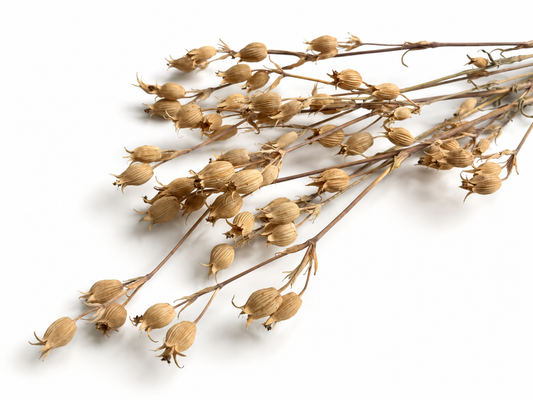 Silene | Beige