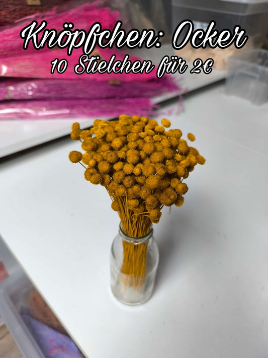 Knöpfchen | Ocker