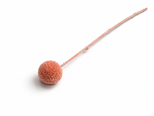 Craspedia | Orange