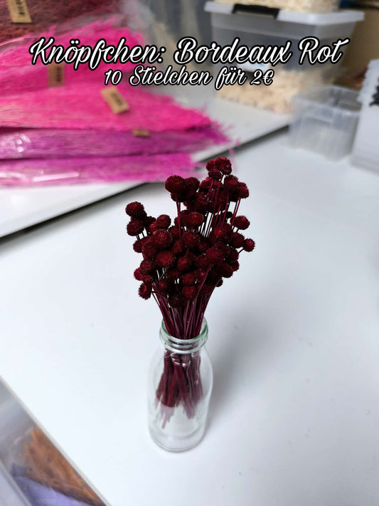 Knöpfchen | Bordaux-Rot