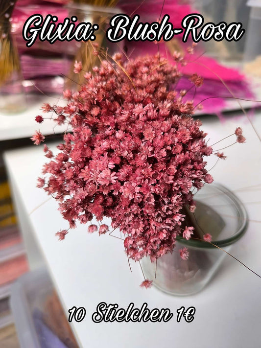 Glixia | Blush-Rosa
