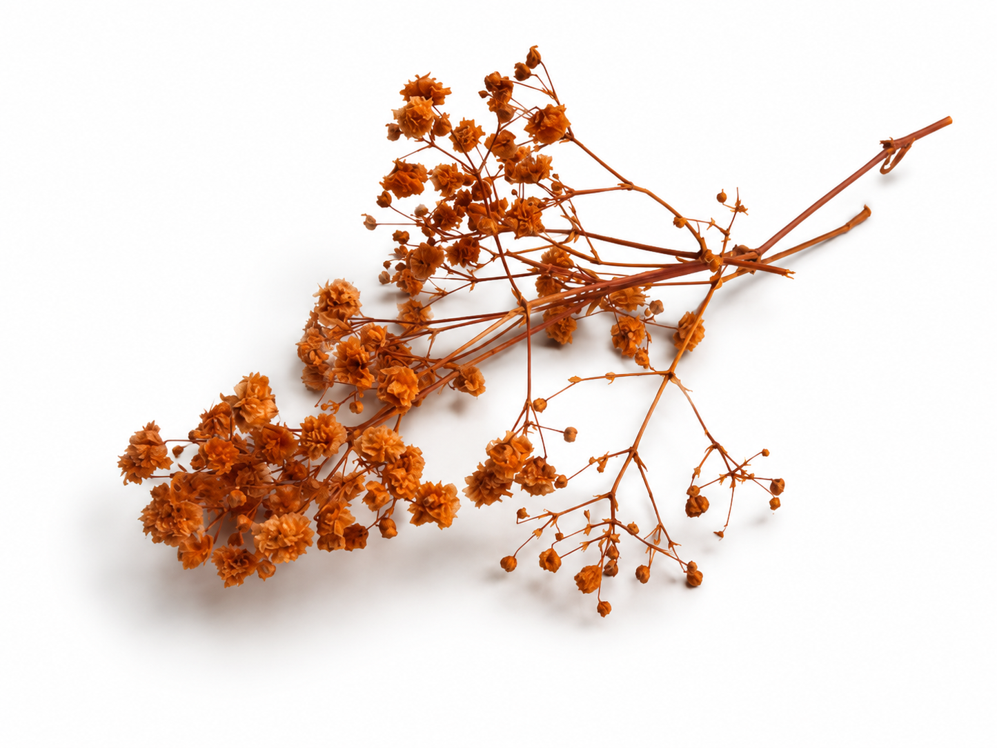 Schleierkraut | Orange