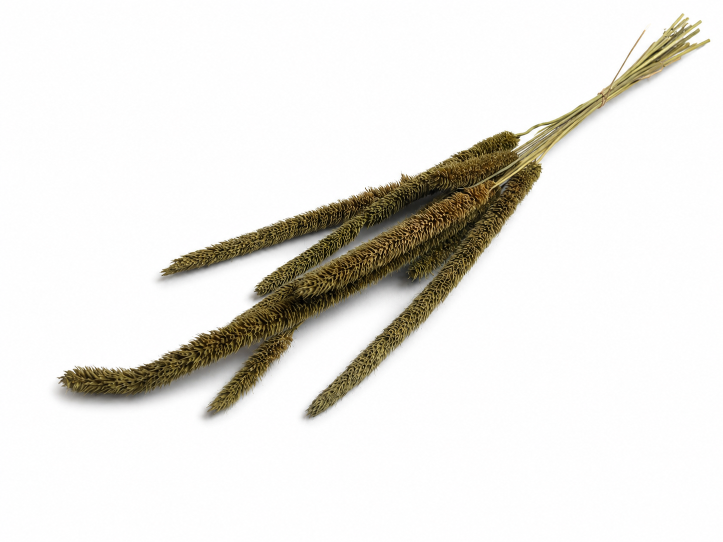 Grasart | Olivgrün