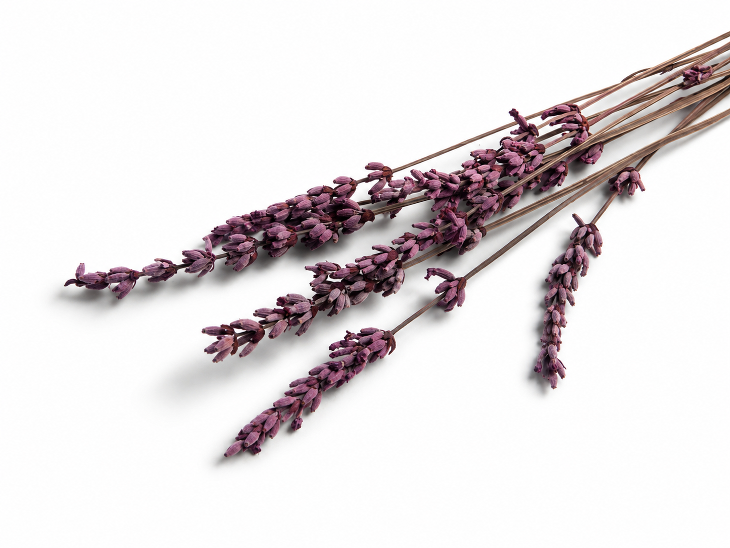 Lavendel | Rosa