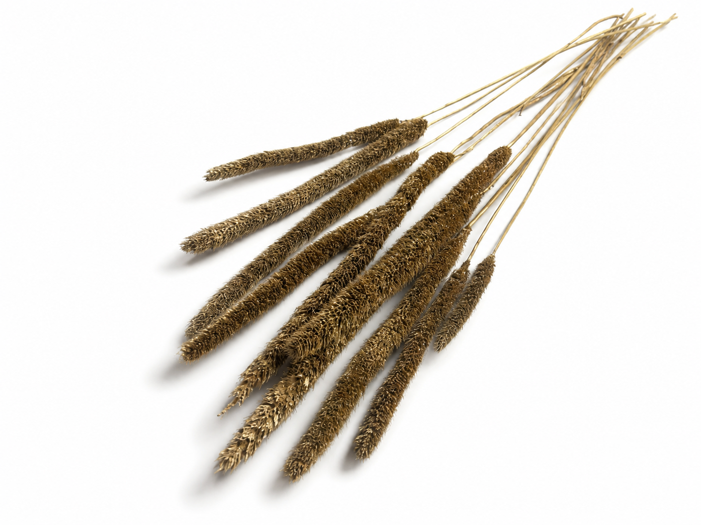 Grasart | Gold